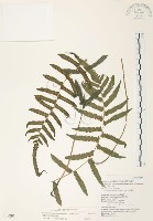 藏品(毛蕨)的圖片