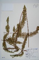 藏品(芒萁)的圖片