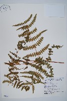 藏品(栗蕨)的圖片