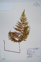 藏品(碗蕨)的圖片