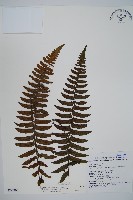 藏品(樸氏雙蓋蕨、毛柄蹄蓋蕨)的圖片