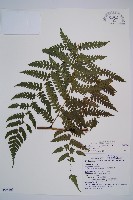 藏品(奄美短腸蕨)的圖片