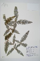 藏品(蔓芒萁)的圖片