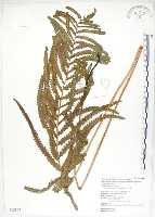 藏品(鐵毛蕨、毛蕨)的圖片