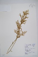 藏品(過山龍)的圖片