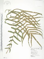 藏品(鱗蓋鳳尾蕨)的圖片