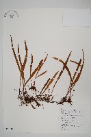 藏品(長柄劍蕨)的圖片