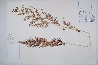 藏品(烏蕨)的圖片