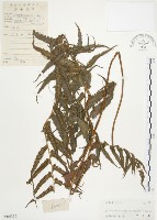 藏品(毛蕨)的圖片