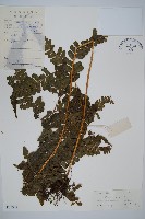 藏品(長托鱗蓋蕨)的圖片