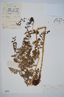 藏品(貴州軸果蕨)的圖片