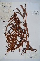 藏品(蘇鐵蕨)的圖片