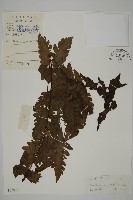 藏品(陰地三叉蕨)的圖片