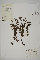 藏品(半月形鐵線蕨)的圖片