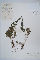 藏品(寬羽毛蕨)的圖片
