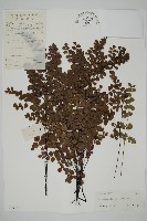 藏品(扇葉鐵線蕨)的圖片
