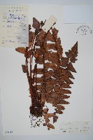 藏品(低頭貫眾)的圖片