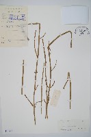 藏品(芼管草)的圖片