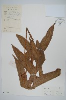 藏品(團葉槲蕨)的圖片