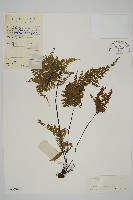 藏品(烏木鐵角蕨)的圖片