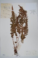 藏品(峨眉茯蕨)的圖片