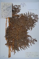 藏品(蕨)的圖片