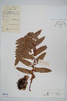 藏品(槲蕨)的圖片