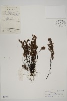 藏品(旱蕨)的圖片