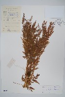 藏品(日本金粉蕨)的圖片