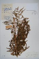 藏品(普通針毛蕨)的圖片