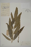 藏品(日本鳳丫蕨)的圖片