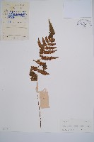 藏品(假蹄蓋蕨)的圖片