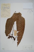 藏品(盾蕨)的圖片