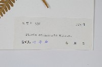 藏品(斜羽鳳尾蕨)的圖片