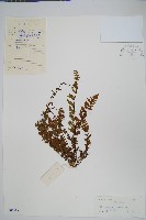 藏品(細葉碎米蕨)的圖片