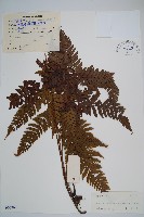 藏品(兩色鱗毛蕨)的圖片