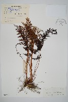 藏品(烏蕨)的圖片