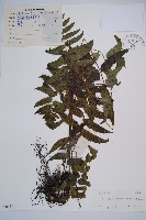 藏品(江南短腸蕨)的圖片