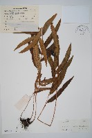 藏品(柄葉鱗毛蕨)的圖片