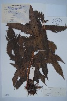 藏品(東方狗脊蕨)的圖片