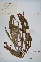 藏品(崇澍蕨)的圖片