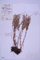 藏品(長生鐵角蕨)的圖片