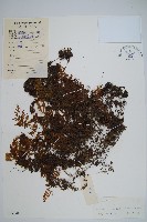 藏品(蕗蕨)的圖片