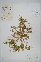 藏品(翠雲草、藍草)的圖片