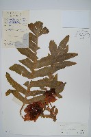 藏品(槲蕨)的圖片