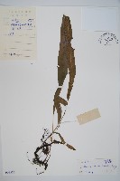 藏品(單葉雙蓋蕨)的圖片