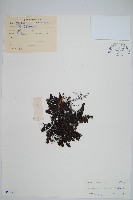 藏品(華東膜蕨)的圖片