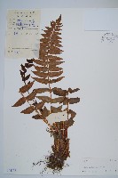 藏品(貫眾蕨)的圖片