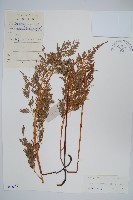 藏品(日本金粉蕨)的圖片