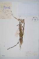 藏品(散生木賊)的圖片